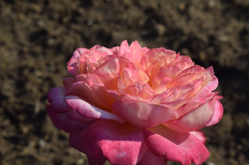 _DSC0502 - KORDES JUBILEE