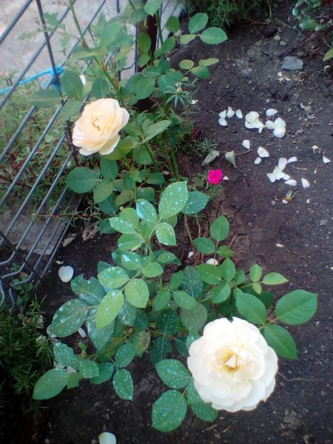 22 07 2017 - Jude the Obscure