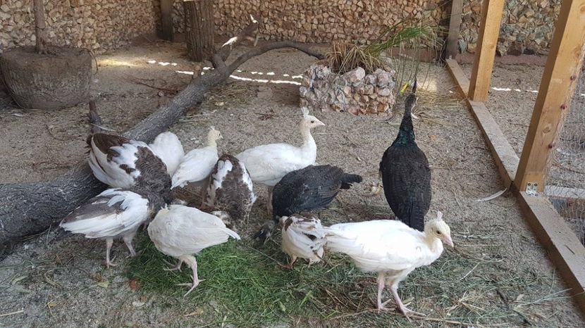 tineret 2017 - PAUNI