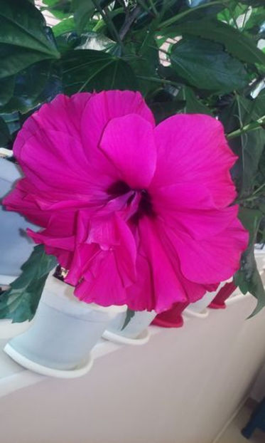 ciclam batut 25 lei - lastari de vanzare