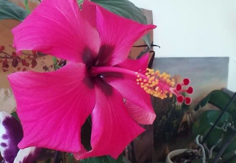 ciclam palnie 25lei - lastari de vanzare