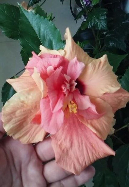 piersicuta 30 lei - lastari de vanzare