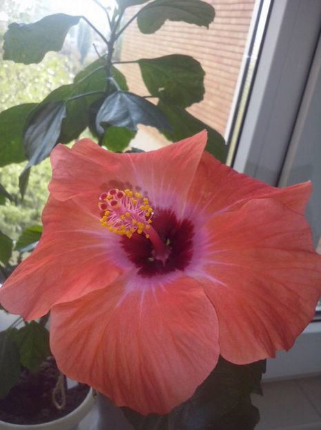 circus 35 lei - lastari de vanzare