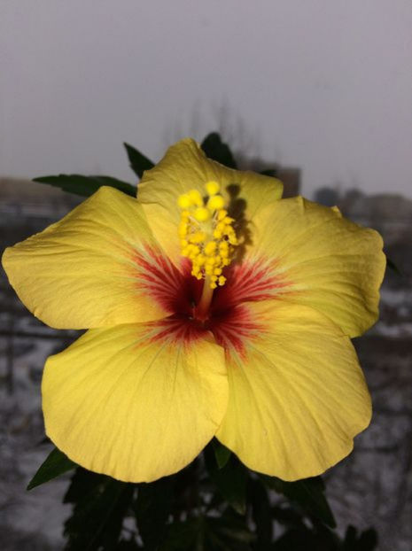 40 lei - lastari de vanzare