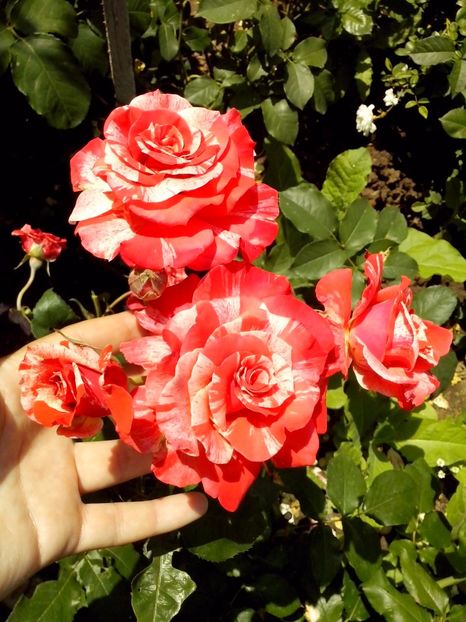 nr 31 - 0 TRANDAFIRI DIMOV 2017