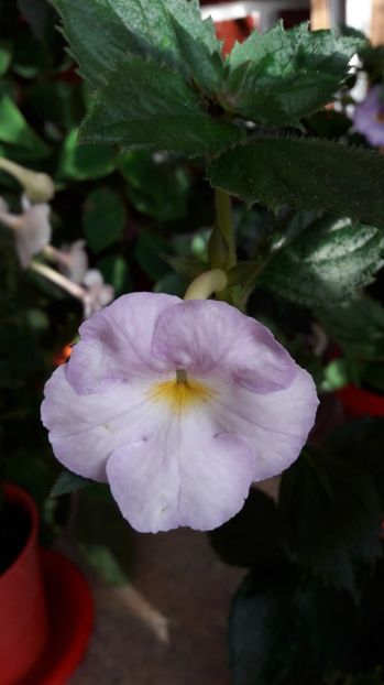 2017 - Humberto Vitorino