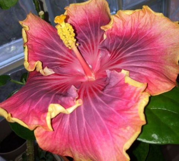 persian 50 lei - lastari de vanzare