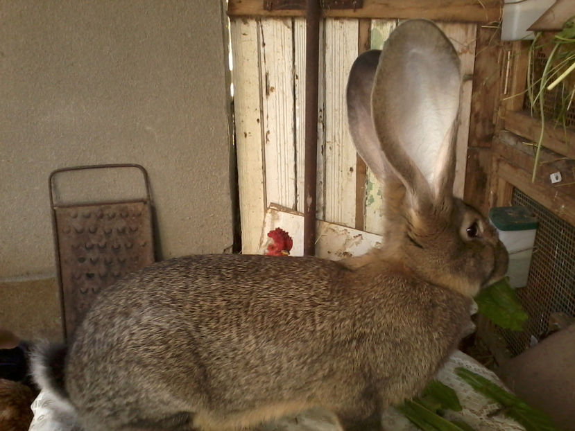 femela din aprilie nr.1 - Iepuri urias german gri 2017