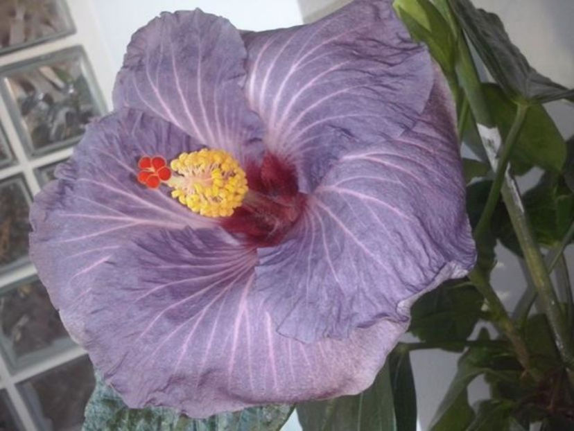 sky-50 lei - lastari de vanzare