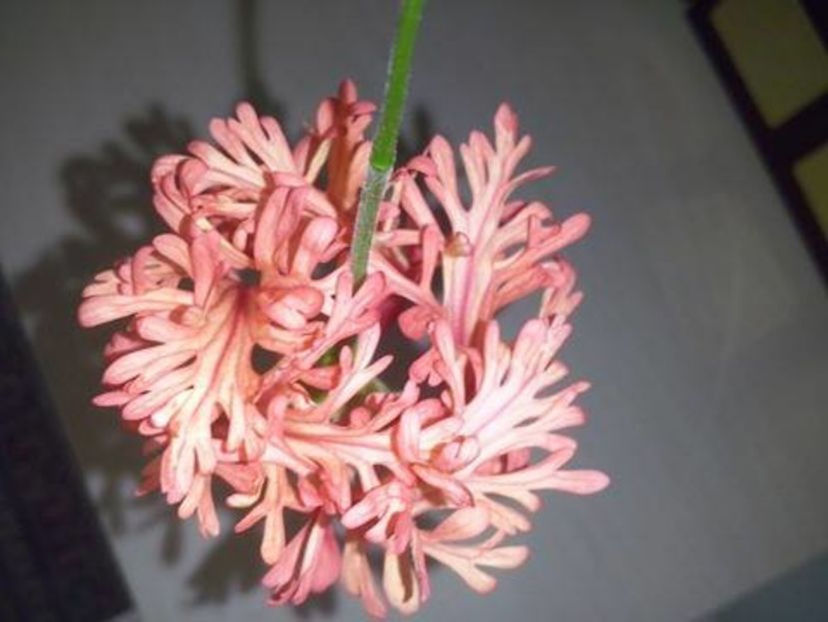 skizo 30 lei - lastari de vanzare