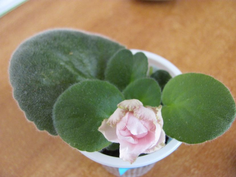  - ZZLE Parnaskya Roza