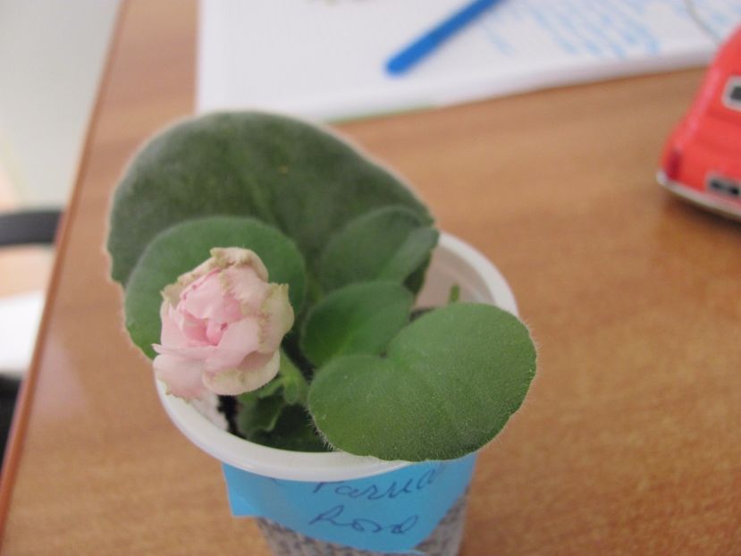  - ZZLE Parnaskya Roza