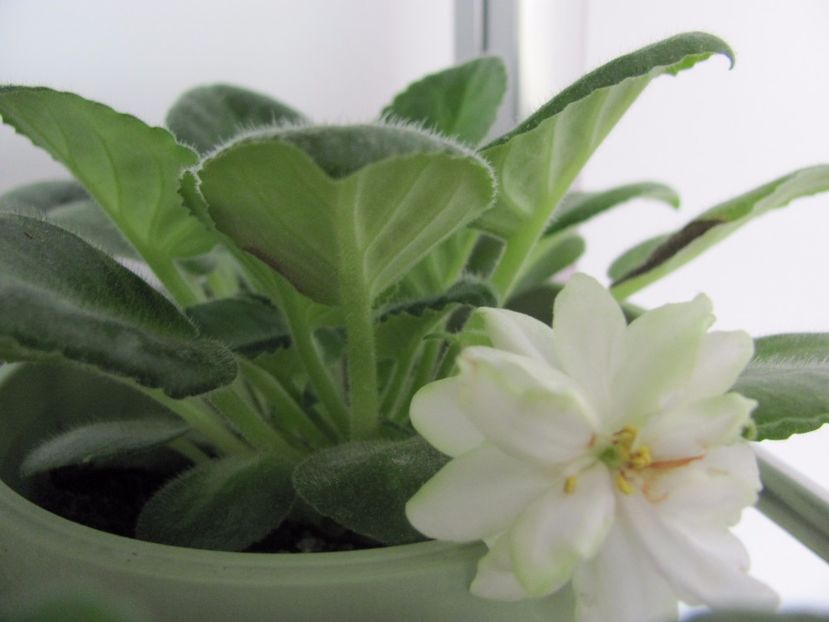  - N-Snezhnyi Georgin