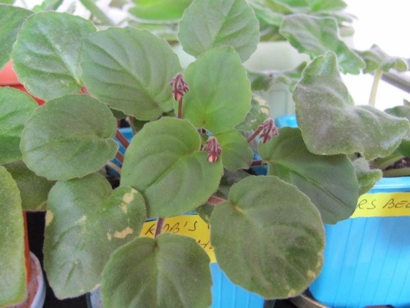  - Rob S Vanilla Trail