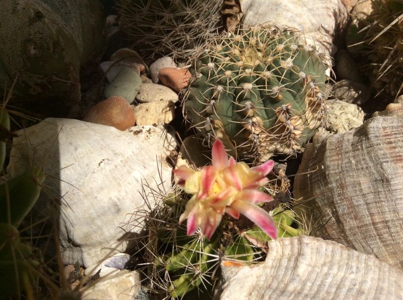  - Cactusi 2016 si suculente