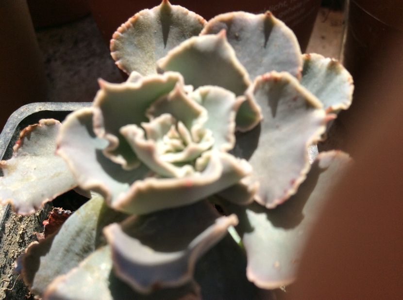  - Cactusi 2016 si suculente