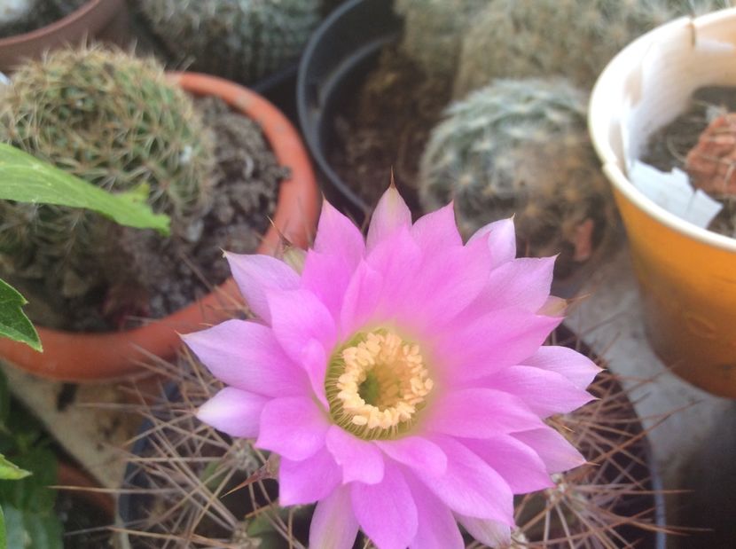  - Cactusi 2016 si suculente