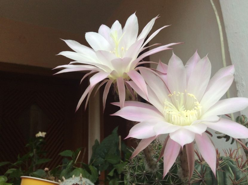  - Cactusi 2016 si suculente