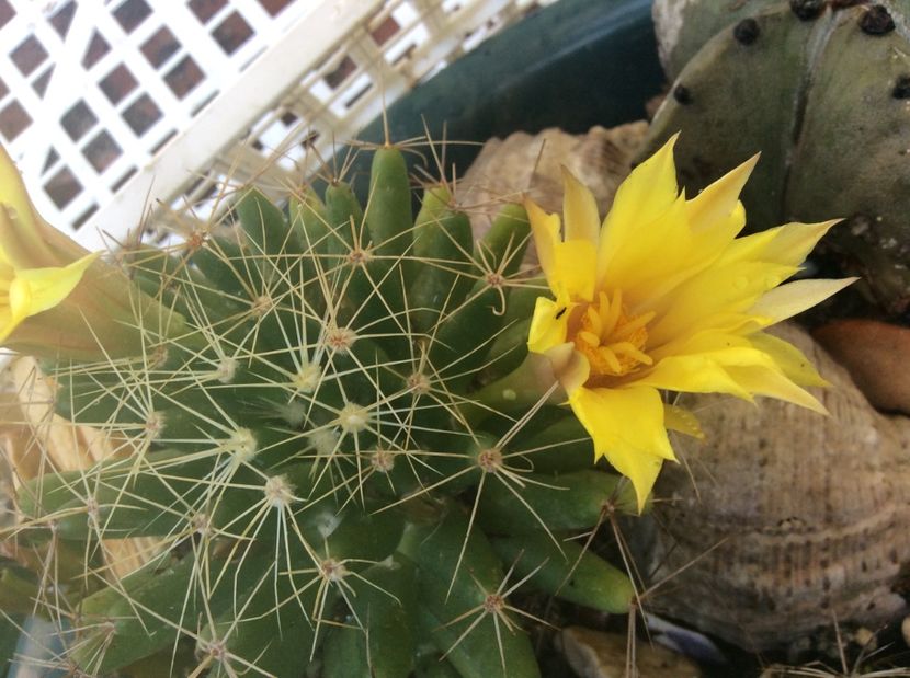  - Cactusi 2016 si suculente