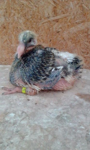 15 - Tineret AGH 2017