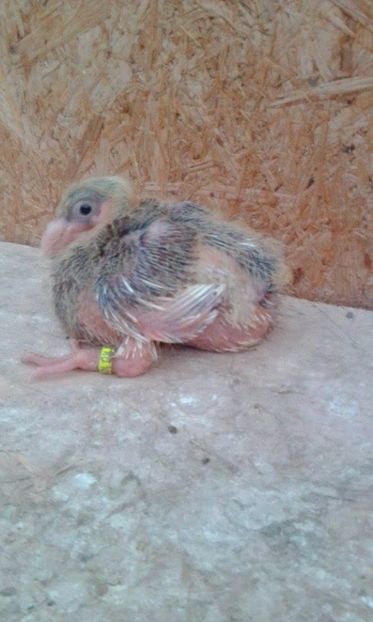 14 - Tineret AGH 2017