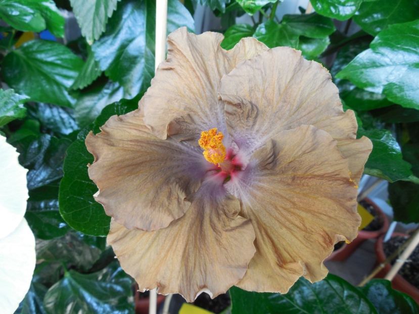  - Moorea Silver Storm