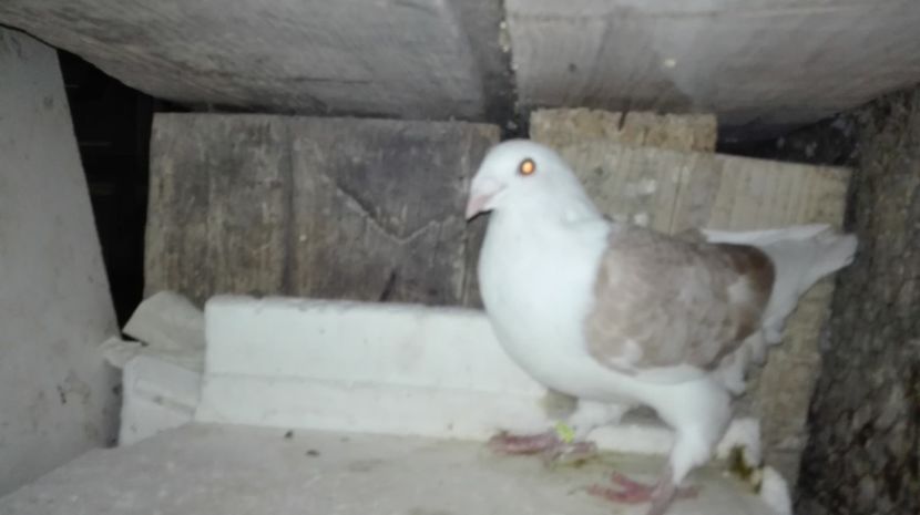  - Album  GALBENI__PIESE__standard