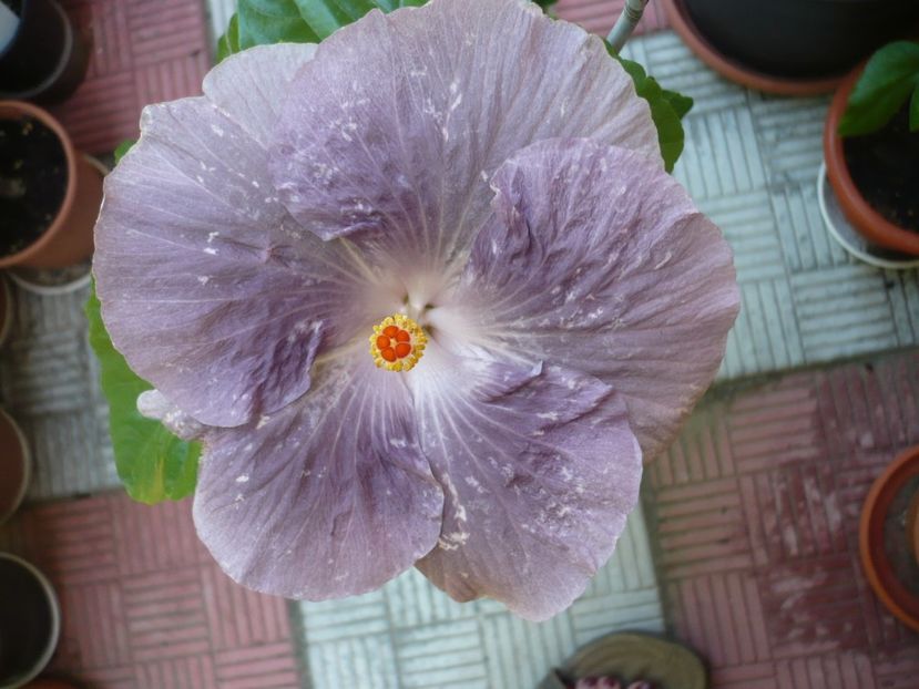 22.07.2017 - HIBISCUSI 2017-2