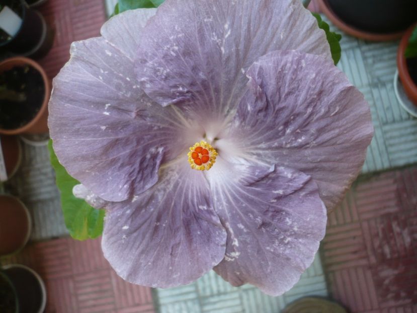 P1330830 - HIBISCUSI 2017-2