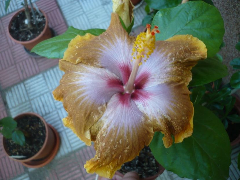 P1330831 - HIBISCUSI 2017-2