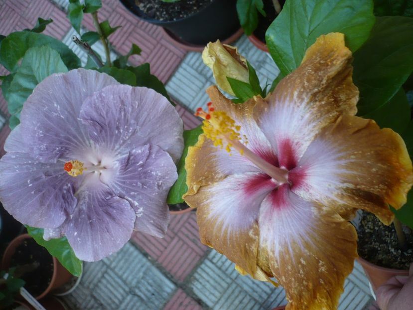 P1330832 - HIBISCUSI 2017-2