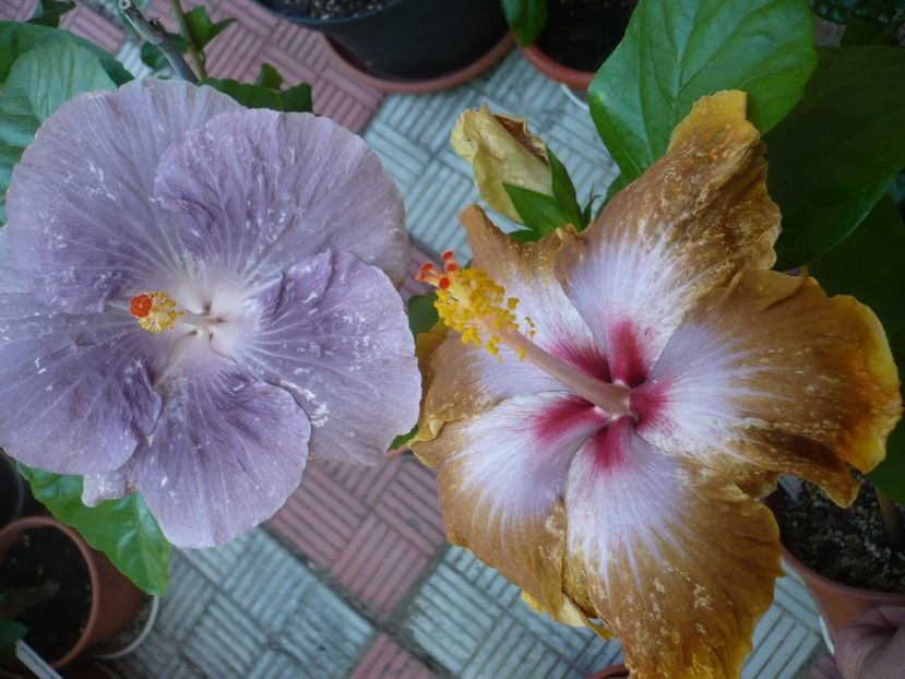 P1330833 - HIBISCUSI 2017-2