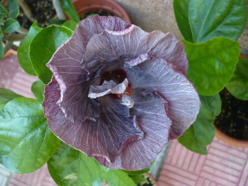 P1330836 - HIBISCUSI 2017-2