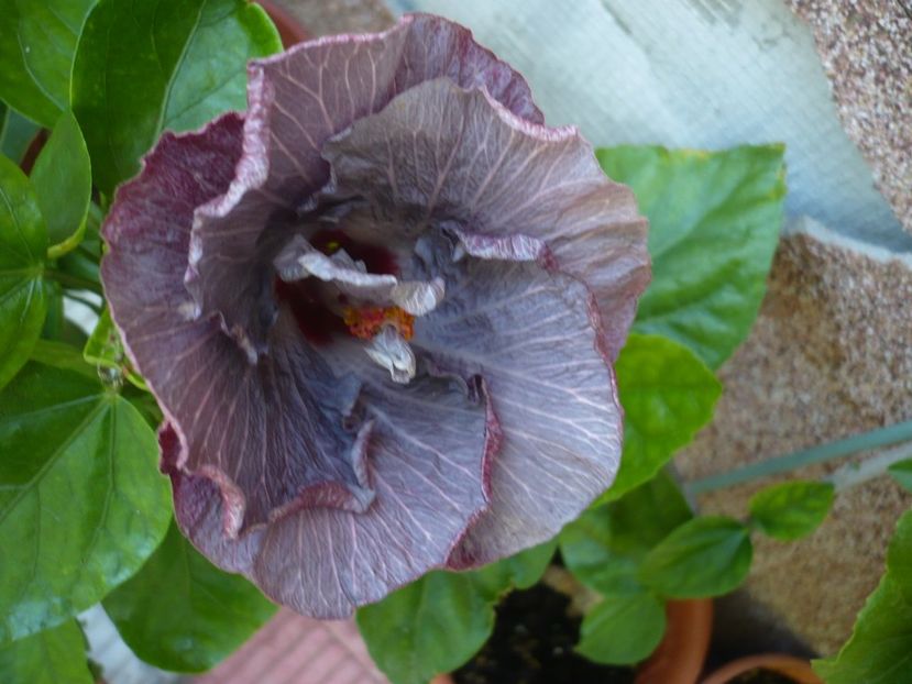 P1330837 - HIBISCUSI 2017-2