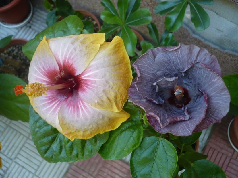 P1330839 - HIBISCUSI 2017-2