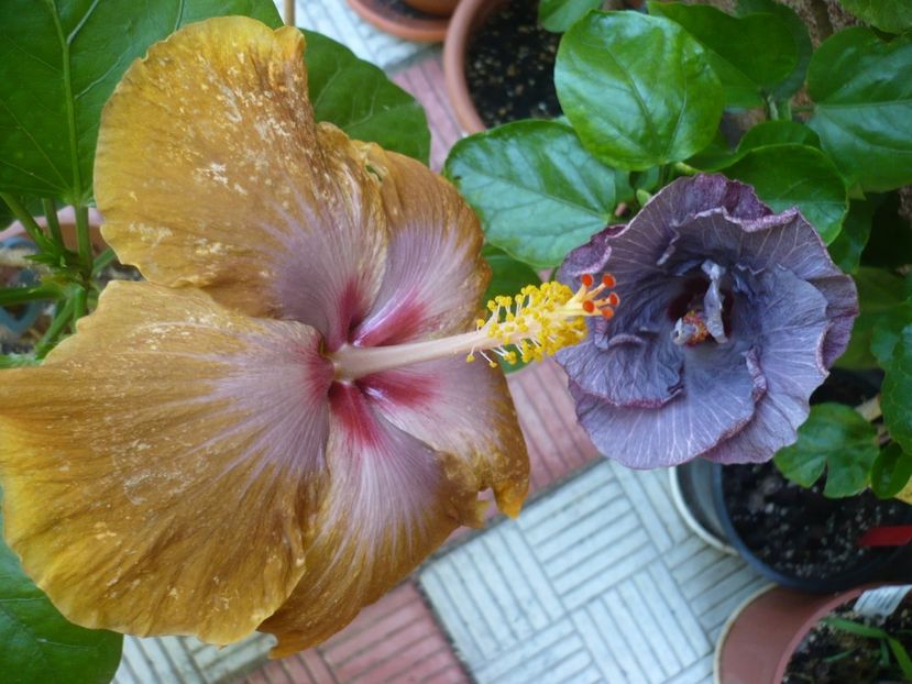 P1330841 - HIBISCUSI 2017-2