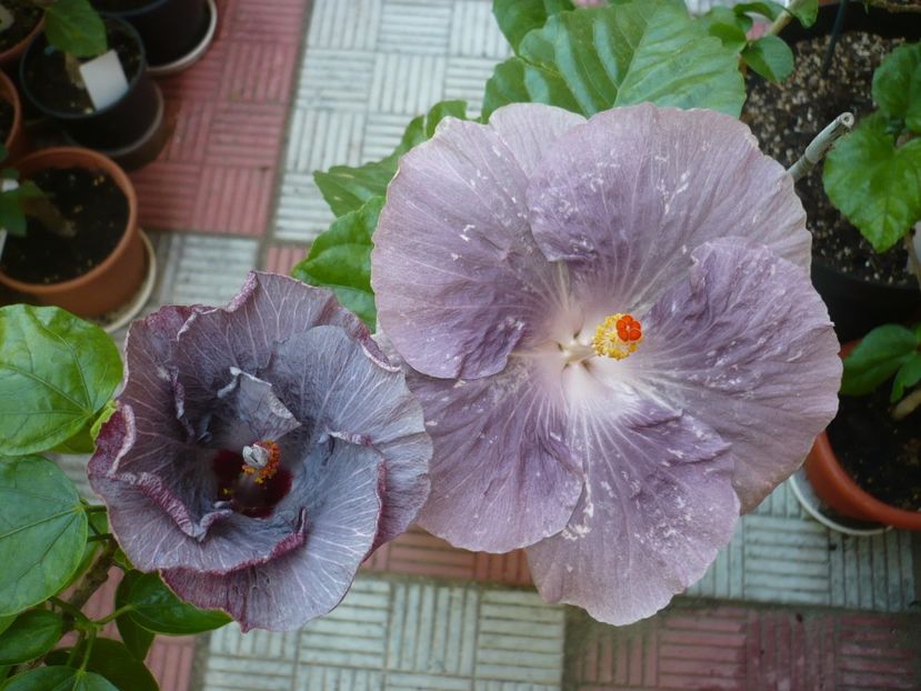 P1330845 - HIBISCUSI 2017-2