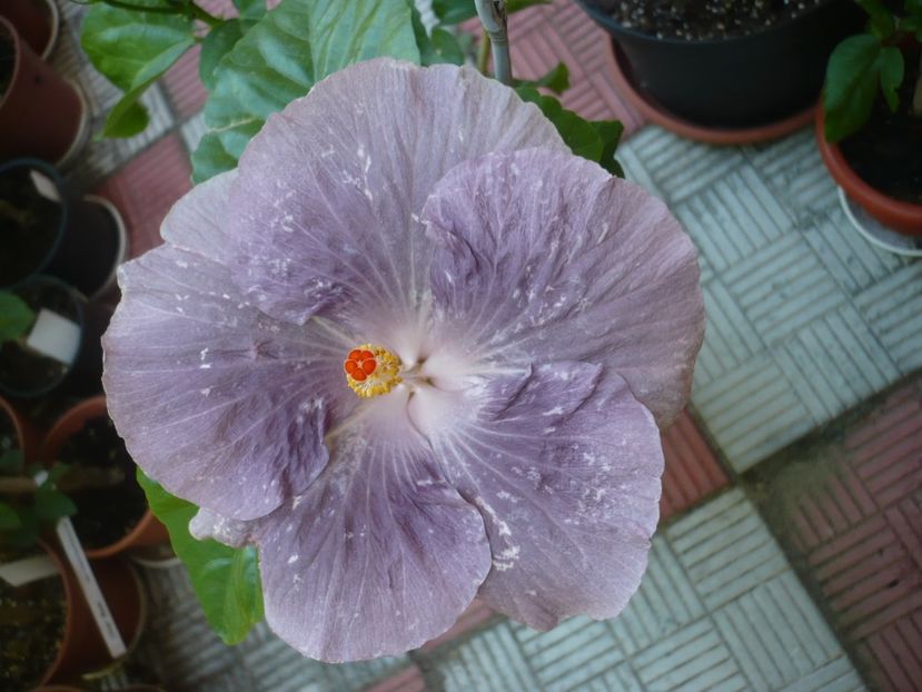 P1330846 - HIBISCUSI 2017-2