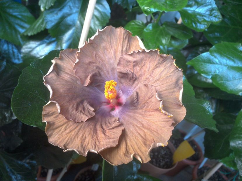 WIN_20170722_083742 - Moorea Silver Storm