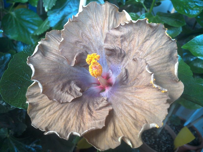 WIN_20170722_083810 - Moorea Silver Storm