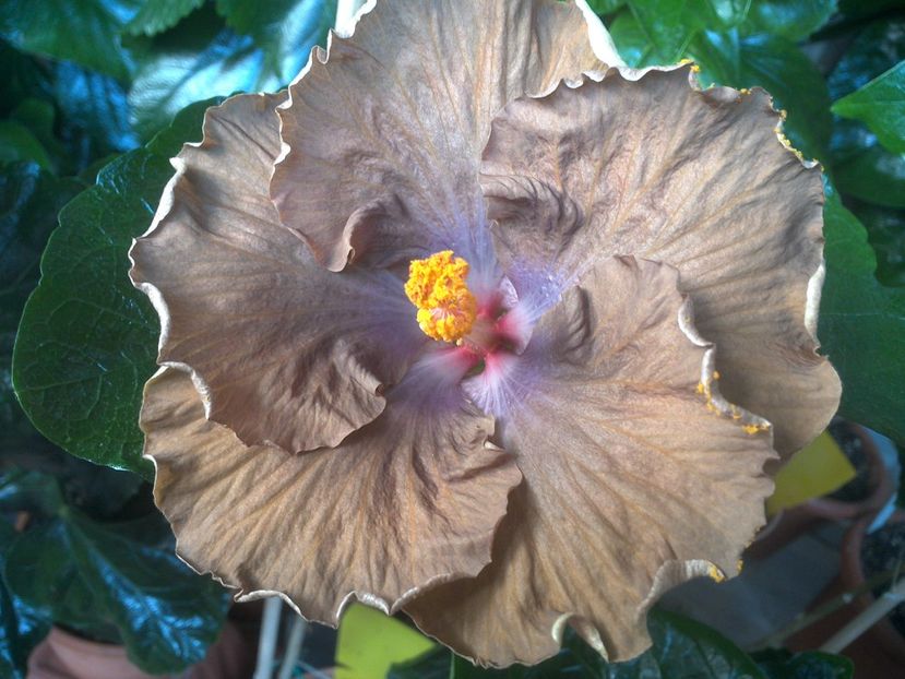 WIN_20170722_083816 - Moorea Silver Storm