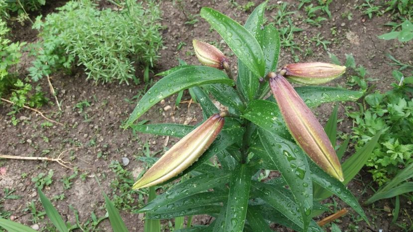  - Crini asiatici si orientali 2017