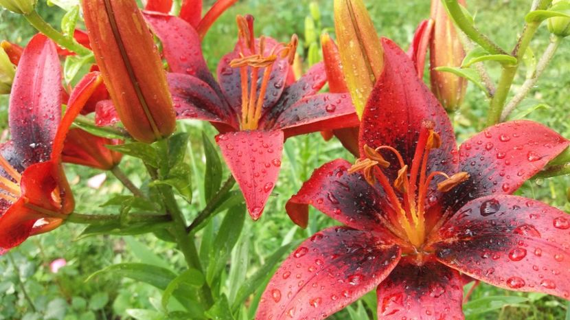  - Crini asiatici si orientali 2017