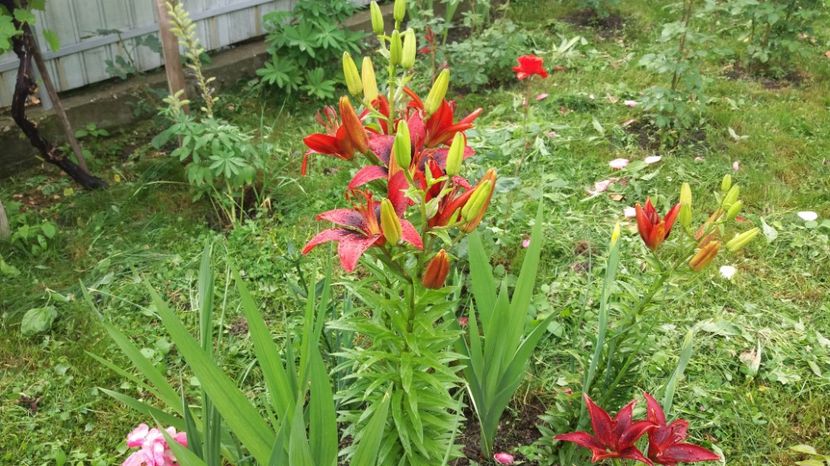  - Crini asiatici si orientali 2017