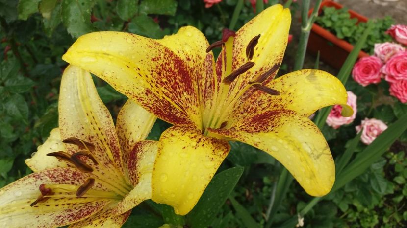  - Crini asiatici si orientali 2017