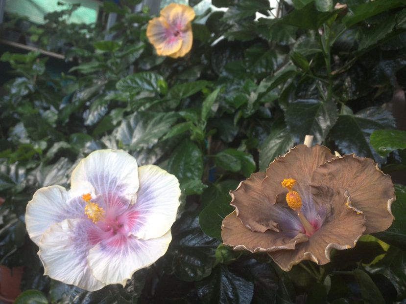 WIN_20170722_083855 - 03Hibiscus