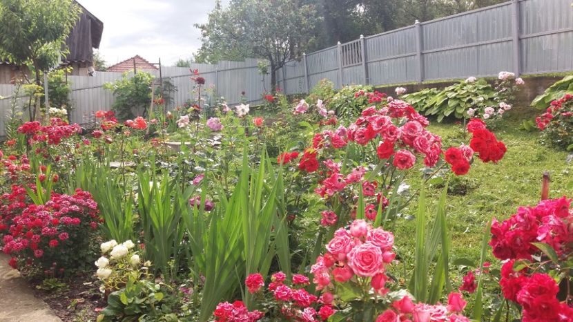  - 000000000000001   GRADINA MEA