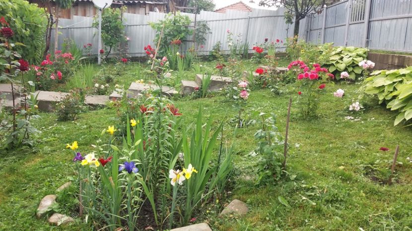  - 000000000000001   GRADINA MEA