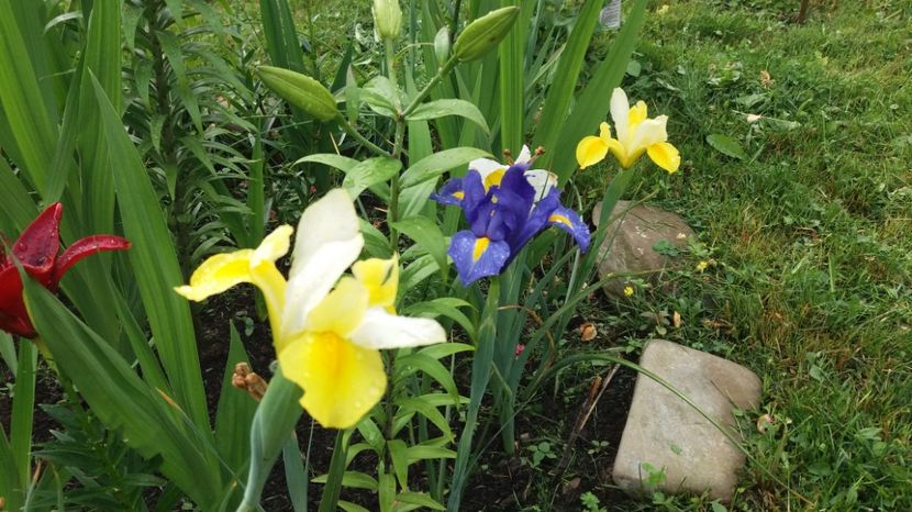  - 000000000000001   GRADINA MEA