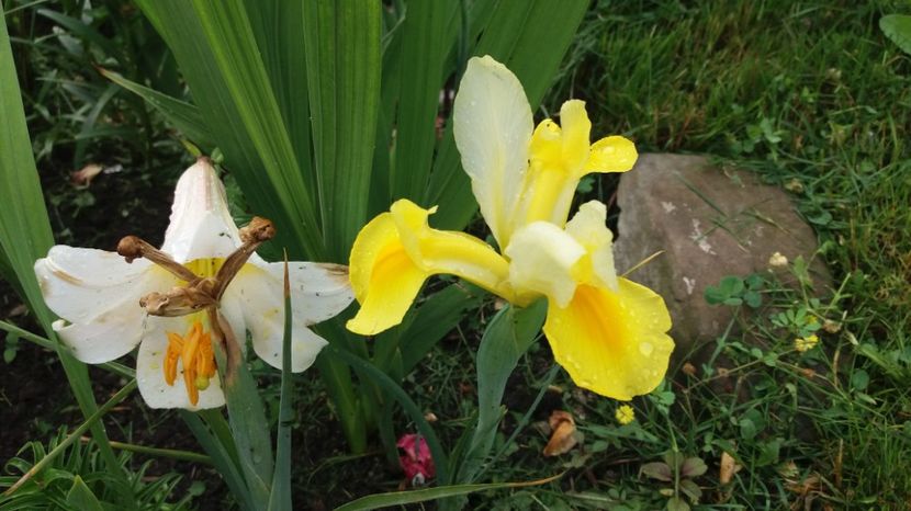  - 000000000000001   GRADINA MEA